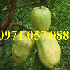 GIỐNG CÂY ỔI KHÔNG HẠT